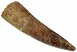 Fossil Spinosaurus Tooth - Real Dinosaur Tooth #324856-1